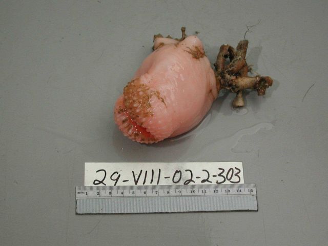 This pale pink sponge was collected during one of the submersible dives with the manipulator arm of the Johnson Sealink II. Picture