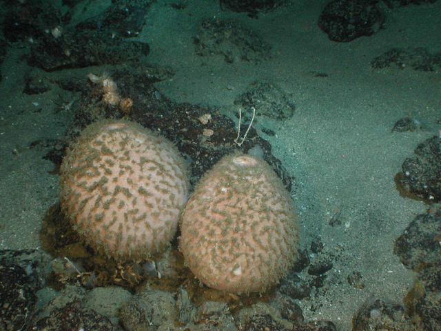 Two sponges. Picture