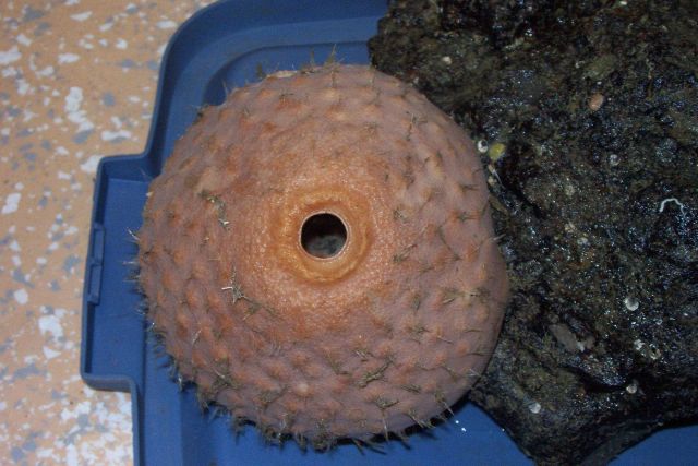 A softball-sized sponge, along with the dark manganese-coated rock rock on which it sat, collected from 700-ft depths off Charleston Picture