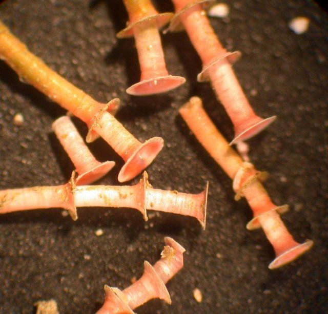 Tiny tubes built as housing by serpulid tube-worms were clustered in a small forest-like grove on one of the rocks collected Picture
