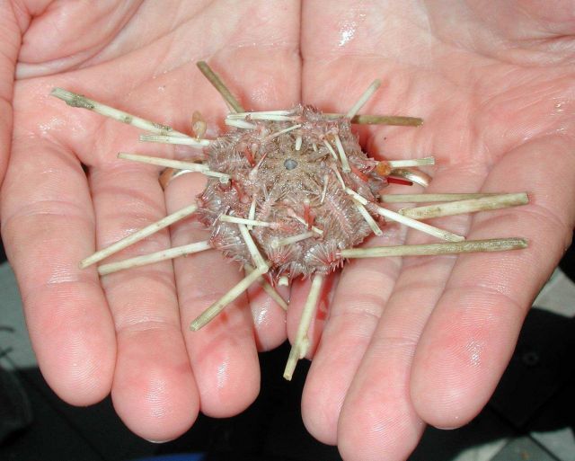 This pencil urchin was brought up from the deep ocean using an Otter trawl. Picture