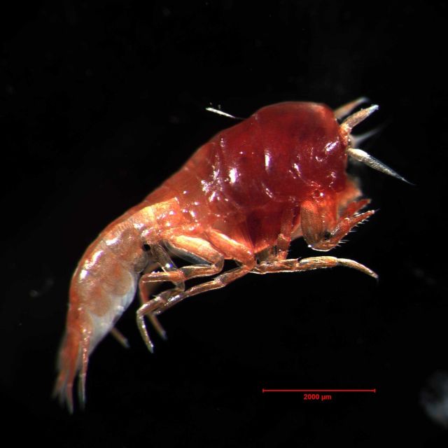 An unknown species of commensal amphipod captured below 1000 meters with the multinet. Picture