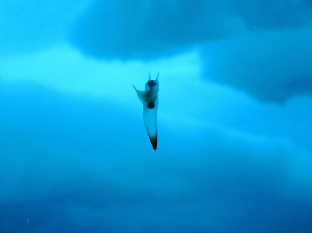 Clione, a shell-less snail known as the Sea Butterfly swims in the shallow waters beneath Arctic ice. Picture