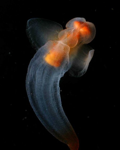 Clione, a shell-less snail known as the Sea Butterfly swims in the shallow waters beneath Arctic ice. Picture