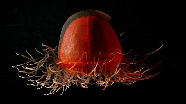Crossota sp., a deep red medusa found just off the bottom of the deep sea. Picture