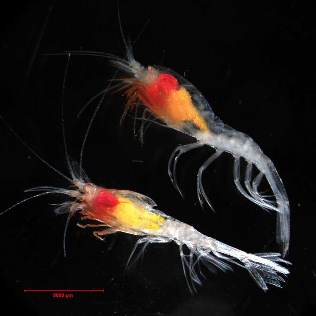 Hymenodora glacialis, the only pelagic shrimp known to inhabit the Canada Basin. Picture