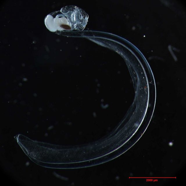 An undescribed deep-water species of Larvacean. Picture