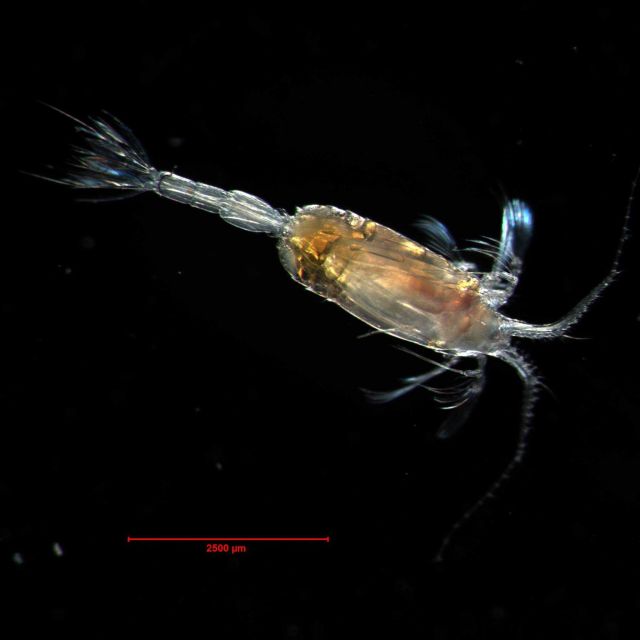 In many species of copepods, males are rare and short-lived Picture