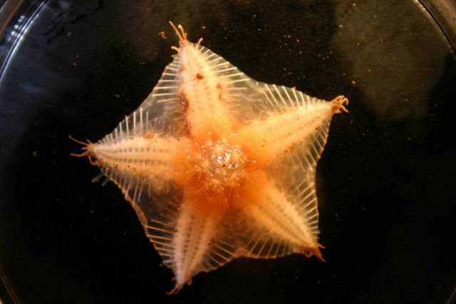 A sea star brought up from a benthic ROV dive. Picture