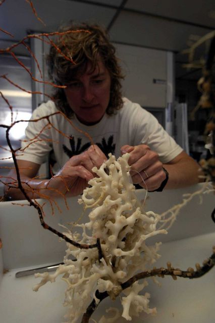 Martha Nizinski, a scientist from the NMFS Systematics Laboratory, closely examines a piece of Lophelia Picture