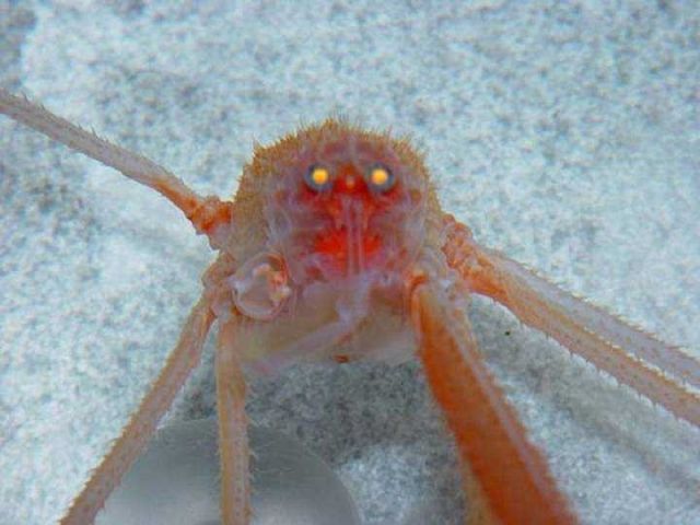 Another species of galatheid (squat lobster) showing distinct eyeglow, which results when light hits the reflecting tapetum behind the retina. Picture