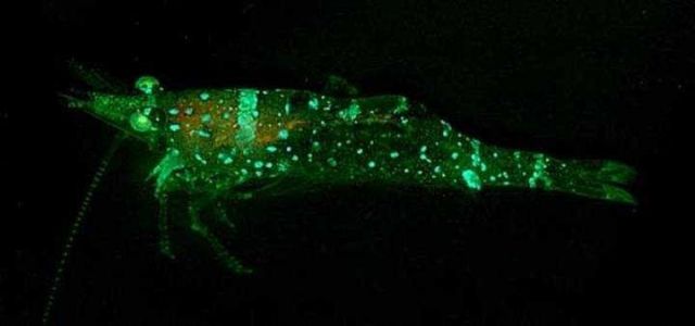 Unidentified sargassum shrimp bearing two colors of fluorescent patches. Picture