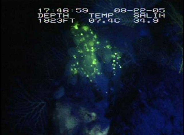 Zooanthid polyps under fluorescent light setting (this is the blue image) and under white light. Picture