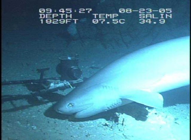 The six-gill shark, approximately 8 feet long. Picture