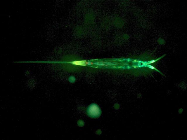Planktonic copepod, most likely Microsetella sp., with green and yellow fluorescence. Picture