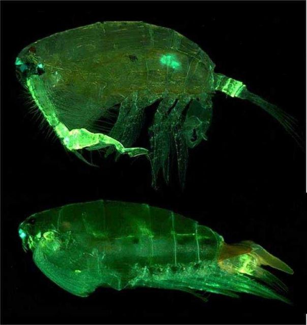 The pontellid copepod Pontella securifer Picture