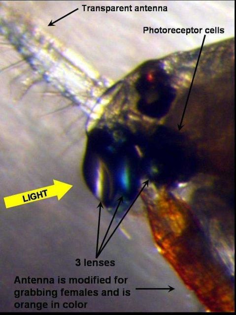 Profile of the head of the pontellid copepod Pontella securifer Picture