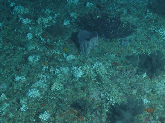 Fauna on the continental slope Picture