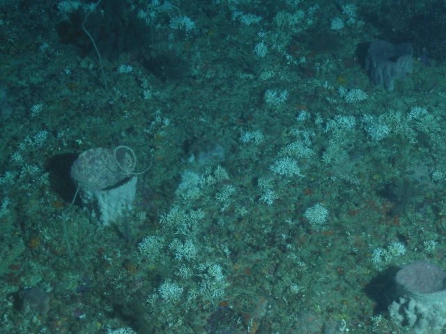Fauna on the continental slope Picture