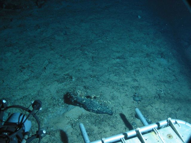 Fauna on the continental slope Picture