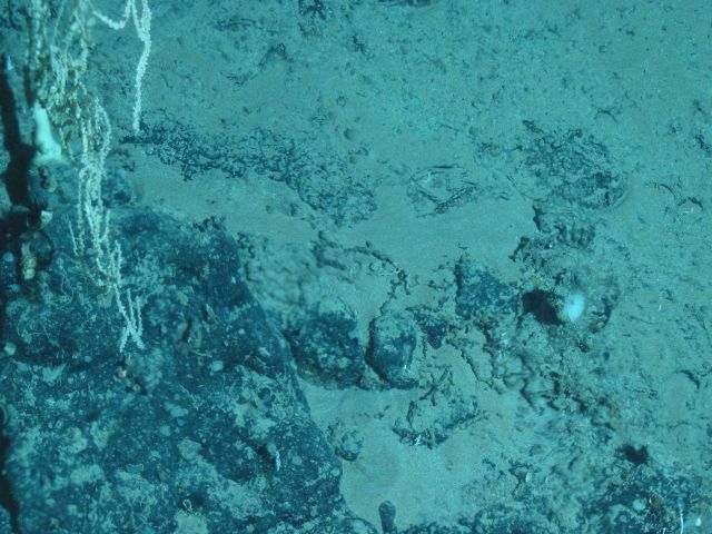 Fauna on the continental slope Picture