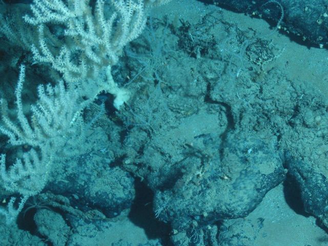 Fauna on the continental slope Picture