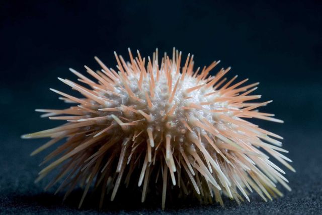 Echinus tylodes Picture