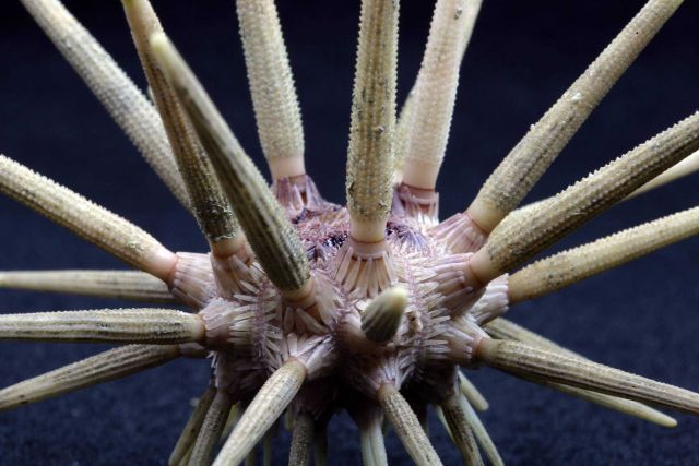 Cidaris sp Picture