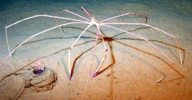 Arrow crab. Picture
