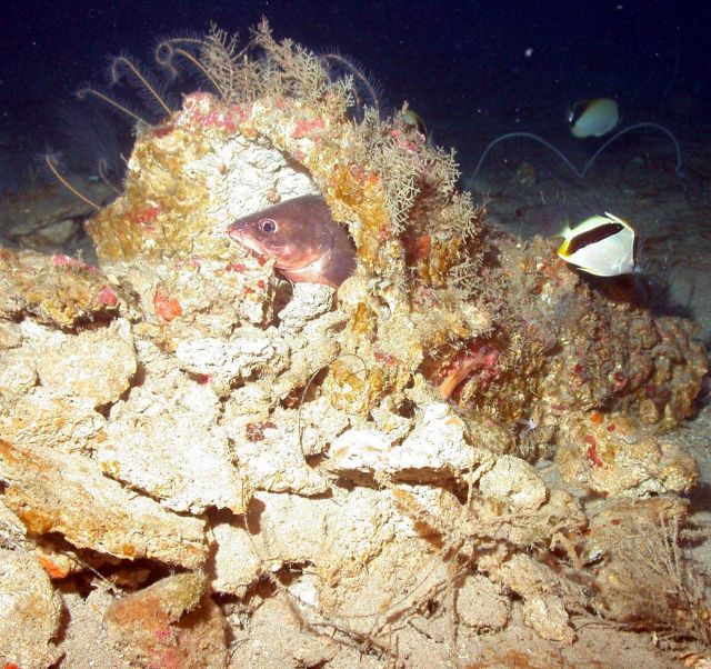 A bearded brotula peering out from its rocky protection. Picture