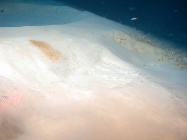 Brine seeps. Picture