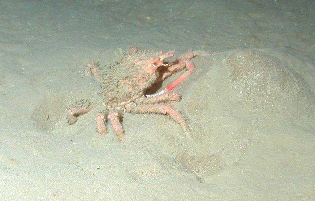 A small crab half buried in the sand. Picture