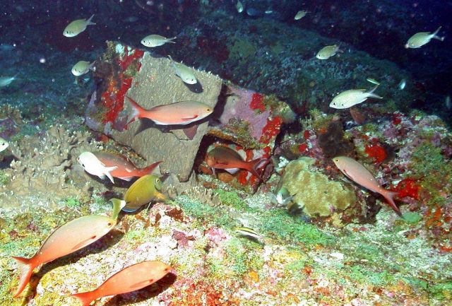 A steel i-beam discarded on Bright Bank with numerous fish species swimming about. Picture