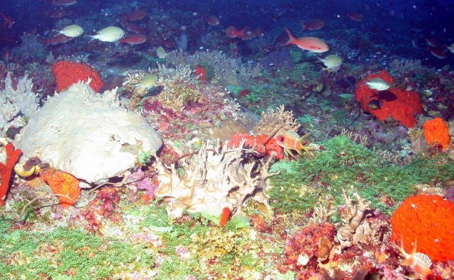 Red elephant ear sponge to right (Agelas clathrodes). Picture