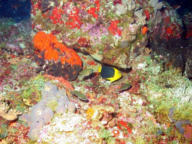 A rock beauty (Holocanthus tricolor) is the yellow and black fish in the center of the image. Picture