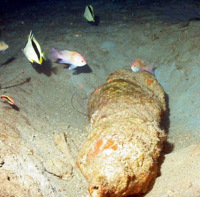 Reef fish deep on Bright Bank Picture