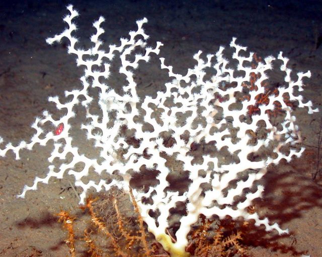 Zigzag coral (Madrepora oculata). Picture