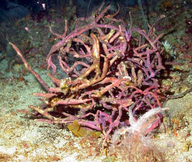 A ball of rope sponge (Aplysina sp.). Picture