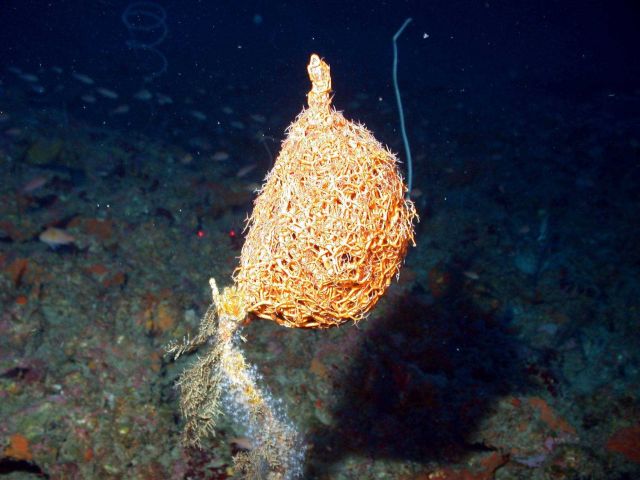 Basket star. Picture