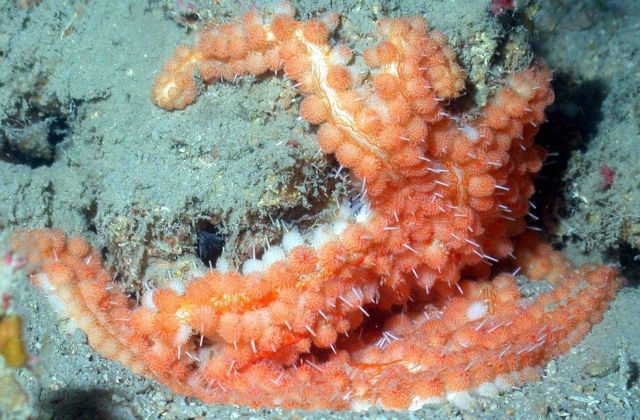 Beaded starfish. Picture