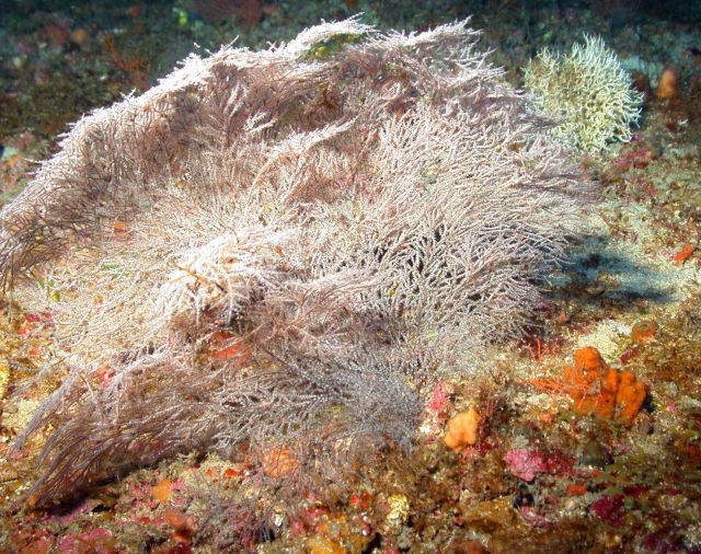 Black coral. Picture