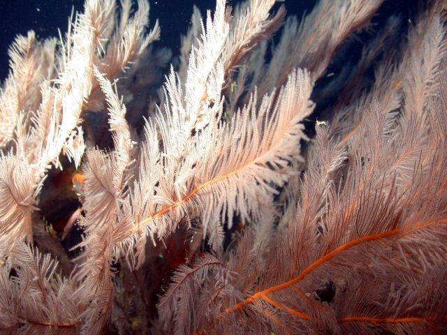 Black coral branches. Picture