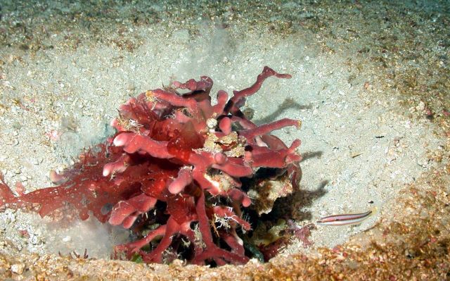 Brown branch coral. Picture