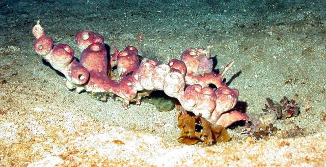 Brown bulbous sponge. Picture