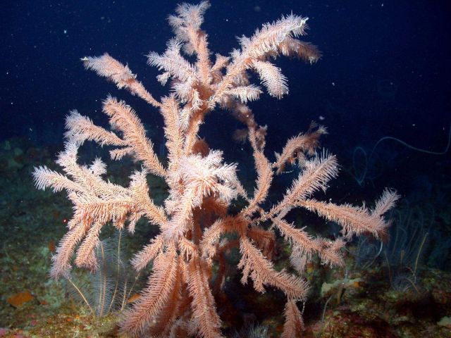Bushy black coral shrub. Picture