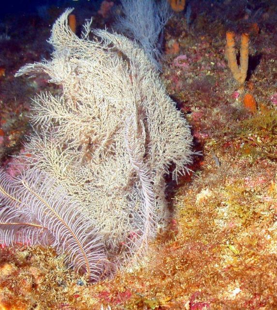 Crinoid in foreground. Picture