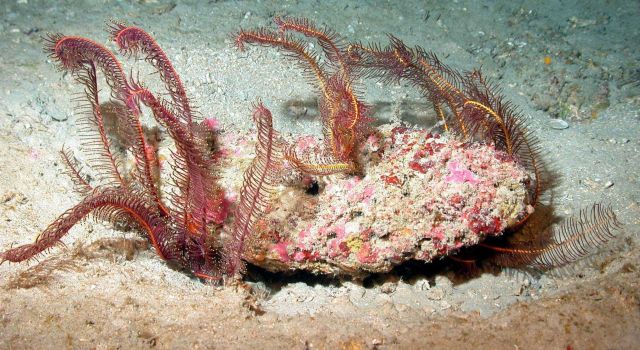 Crinoid growing from under rock. Picture