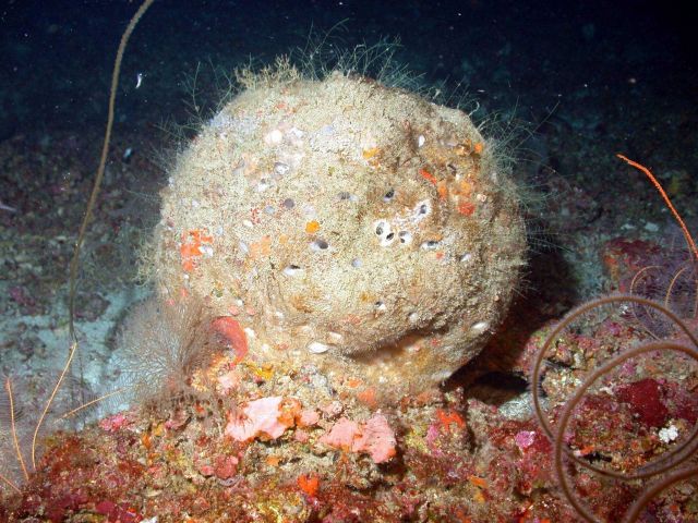 Sponge - Geodia sp. Picture