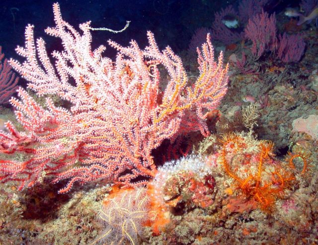 Gorgonians. Picture