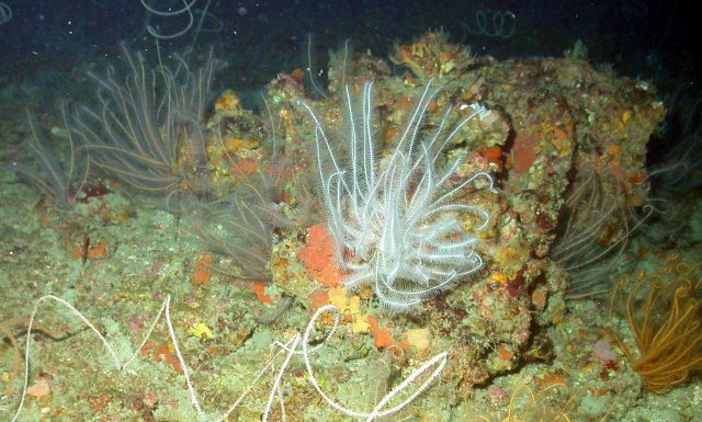 Multi-colored crinoids. Picture